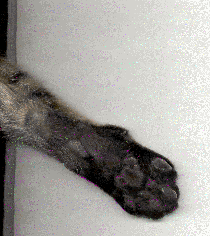 howie.gif