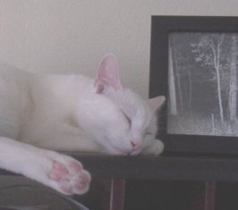 sophie.jpg