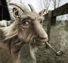 old goat.jpg