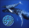 humpback.jpg