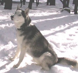 belladog.jpg