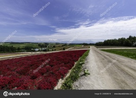 depositphotos_208838516-stock-photo-long-red-row-flower-field.jpg