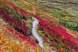 green-road-in-middle-of-red-and-yellow-flower-field-nature-nature-image.jpg