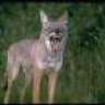 rabidcoyote97