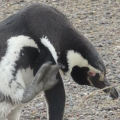 PoisedPenguin