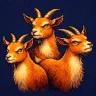 ThOrangeGoats
