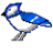 pxlbluejay