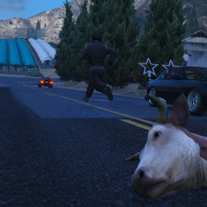 The tamed racing animal on the streets hits a snag with a tamed farming animal on the streets 6