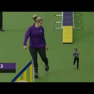 Jerma absolutely destroys Westminster agility championship