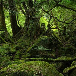 Aokigahara forest