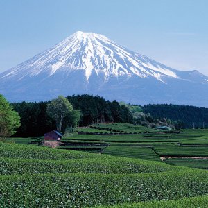 Mount Fuji