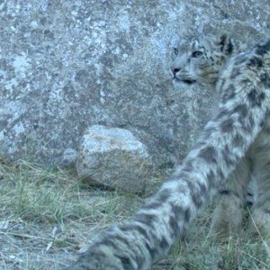 Himalayan snow leopard