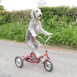 A dog on a tricycle