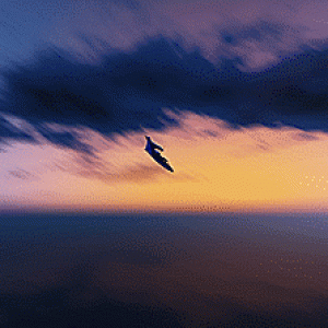 (GIF) Seabreeze goes seagull