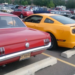 Mustangs