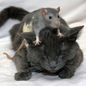 Cat and mouse