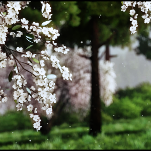 DRIVECLUB™ Blossum