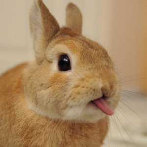 Cute rabbit sticking out its tongue