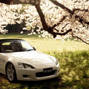 Resting Under the Trees