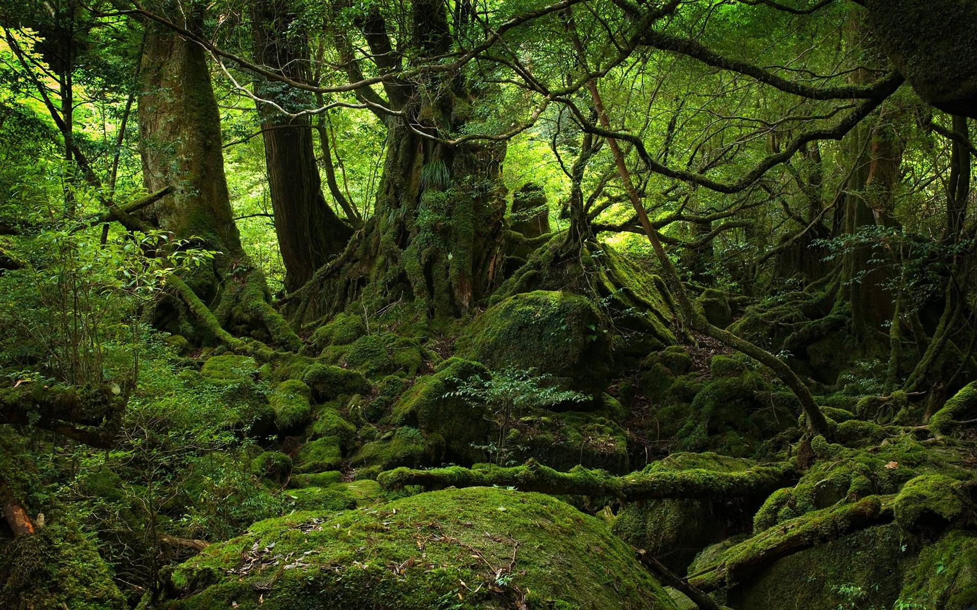 Aokigahara forest