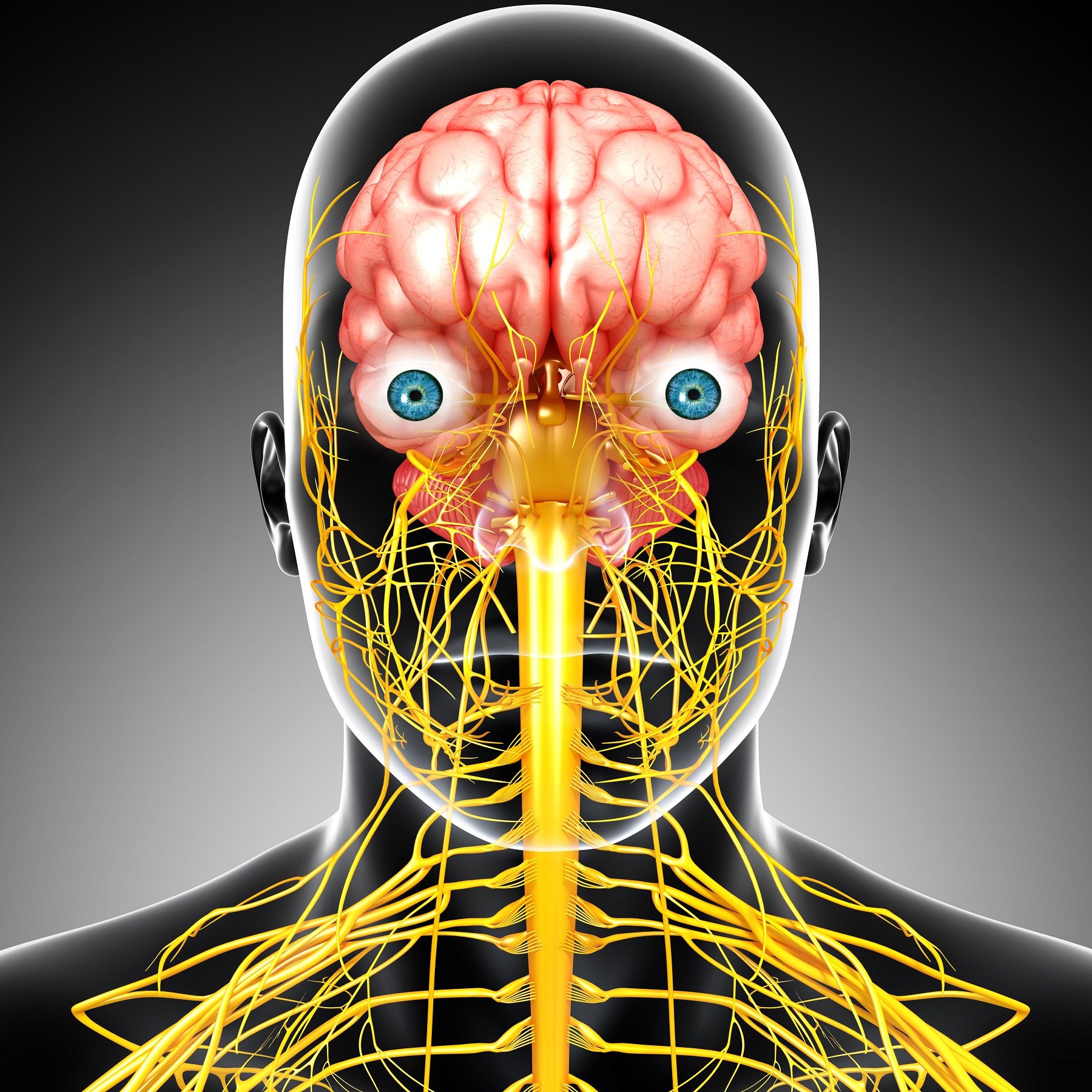 Brain and nervous system