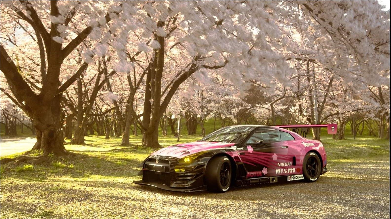 Cherry blossom