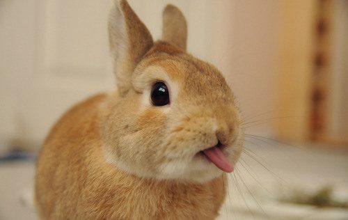 Cute rabbit sticking out its tongue