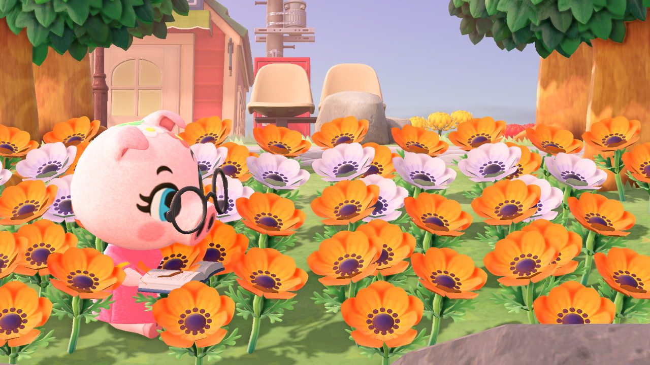 Gala studying the mostly orange windflowers