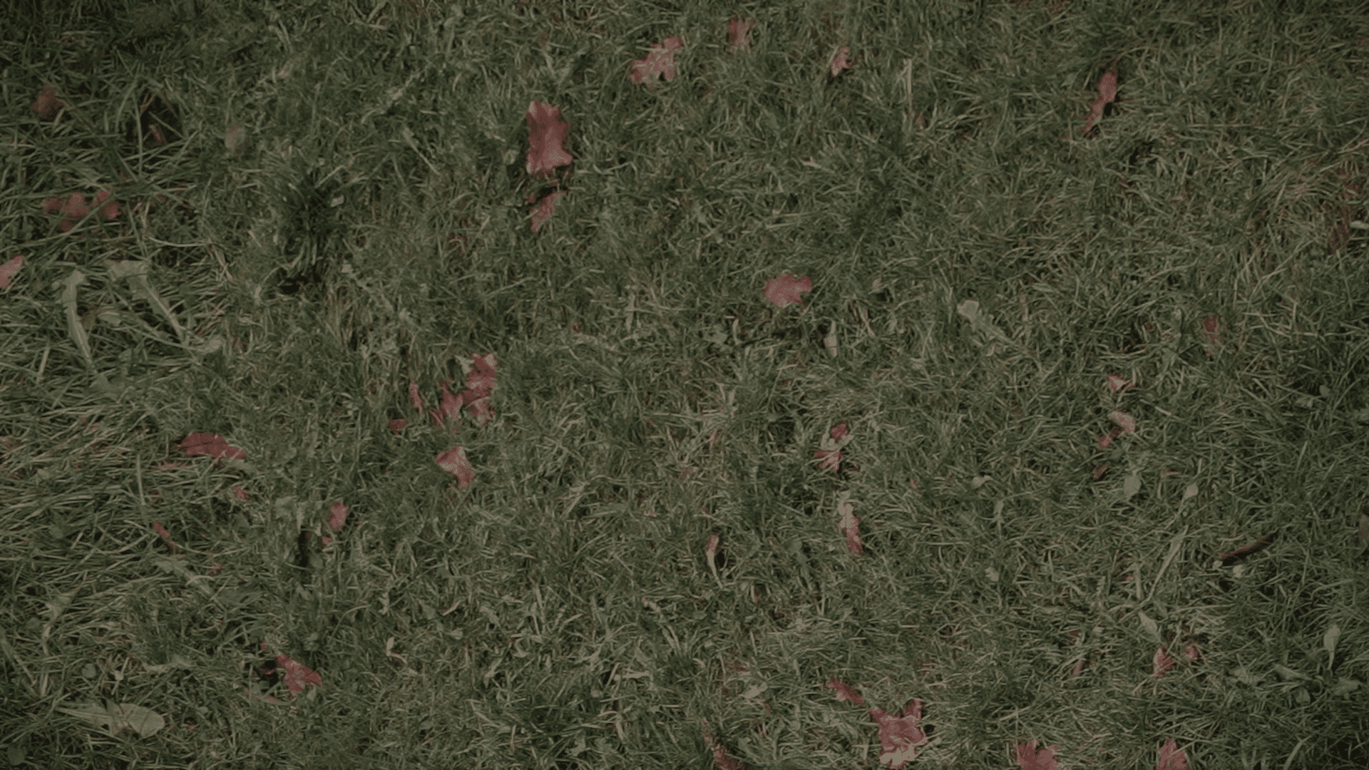 Grass @ Brands Hatch GP