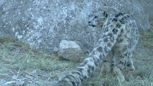 Himalayan snow leopard