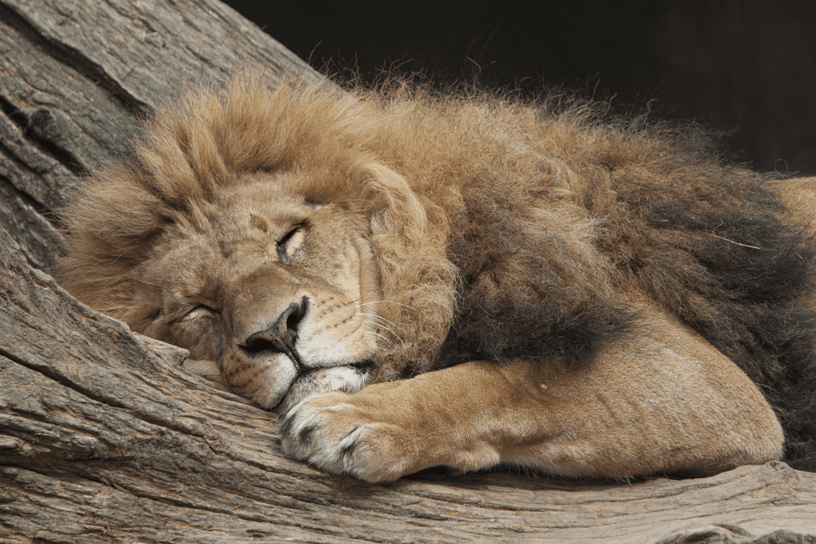 Lion sleeping
