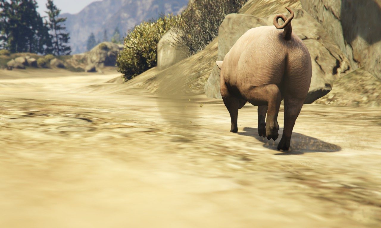 Murph the effing baconholic finds a pig 16