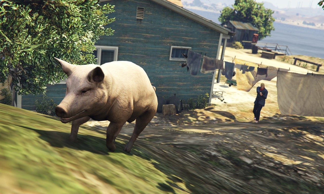 Murph the effing baconholic finds a pig 4
