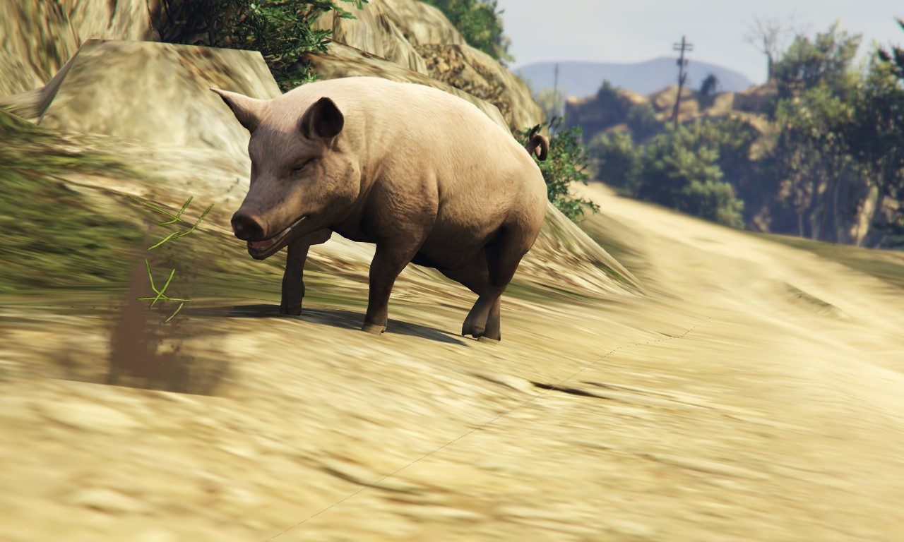 Murph the effing baconholic finds a pig 7