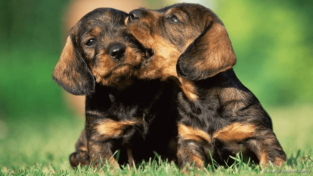 Puppies