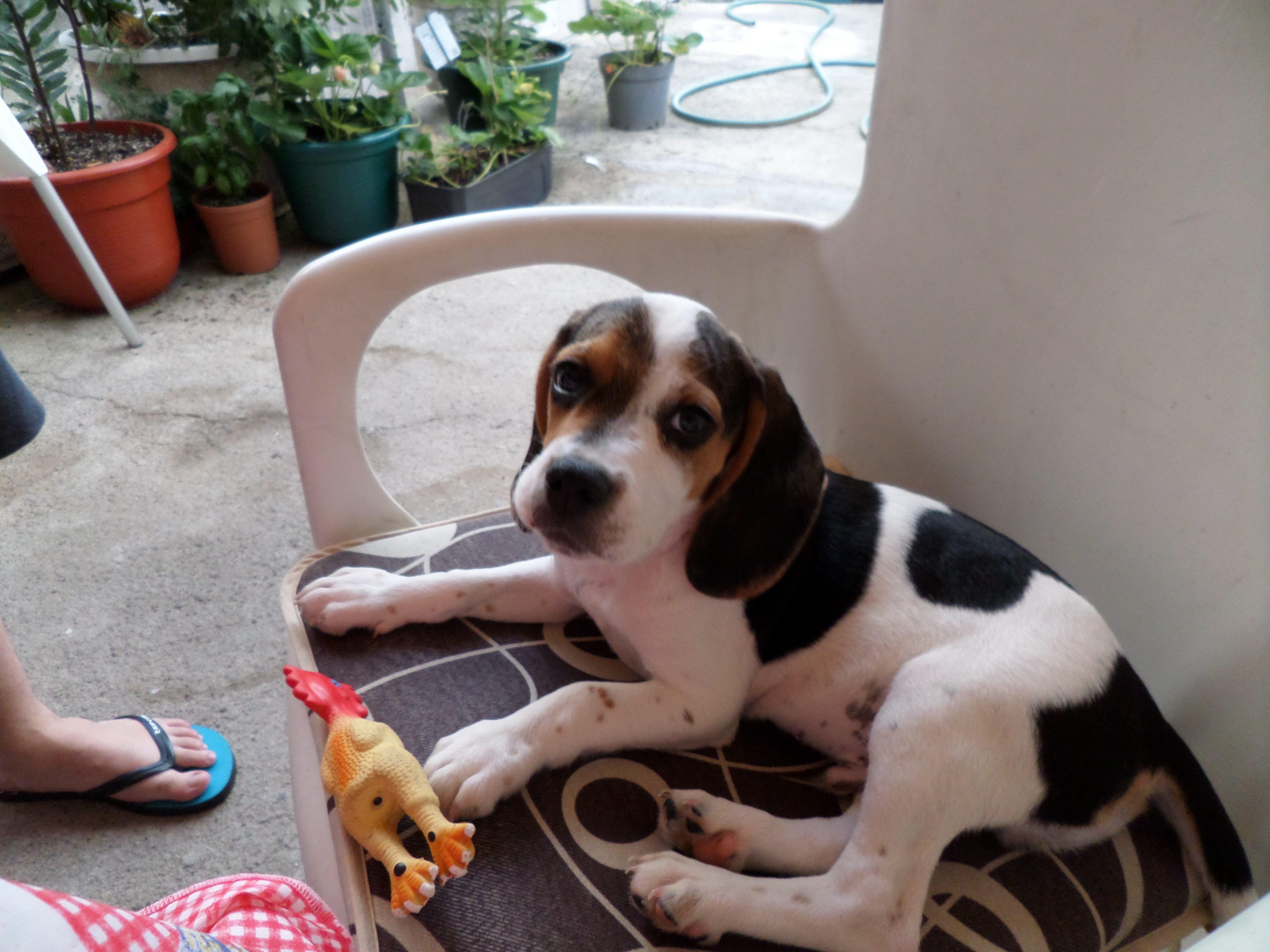 The doggy-dog life of Monaro, the Beagle puppy - Just starin'