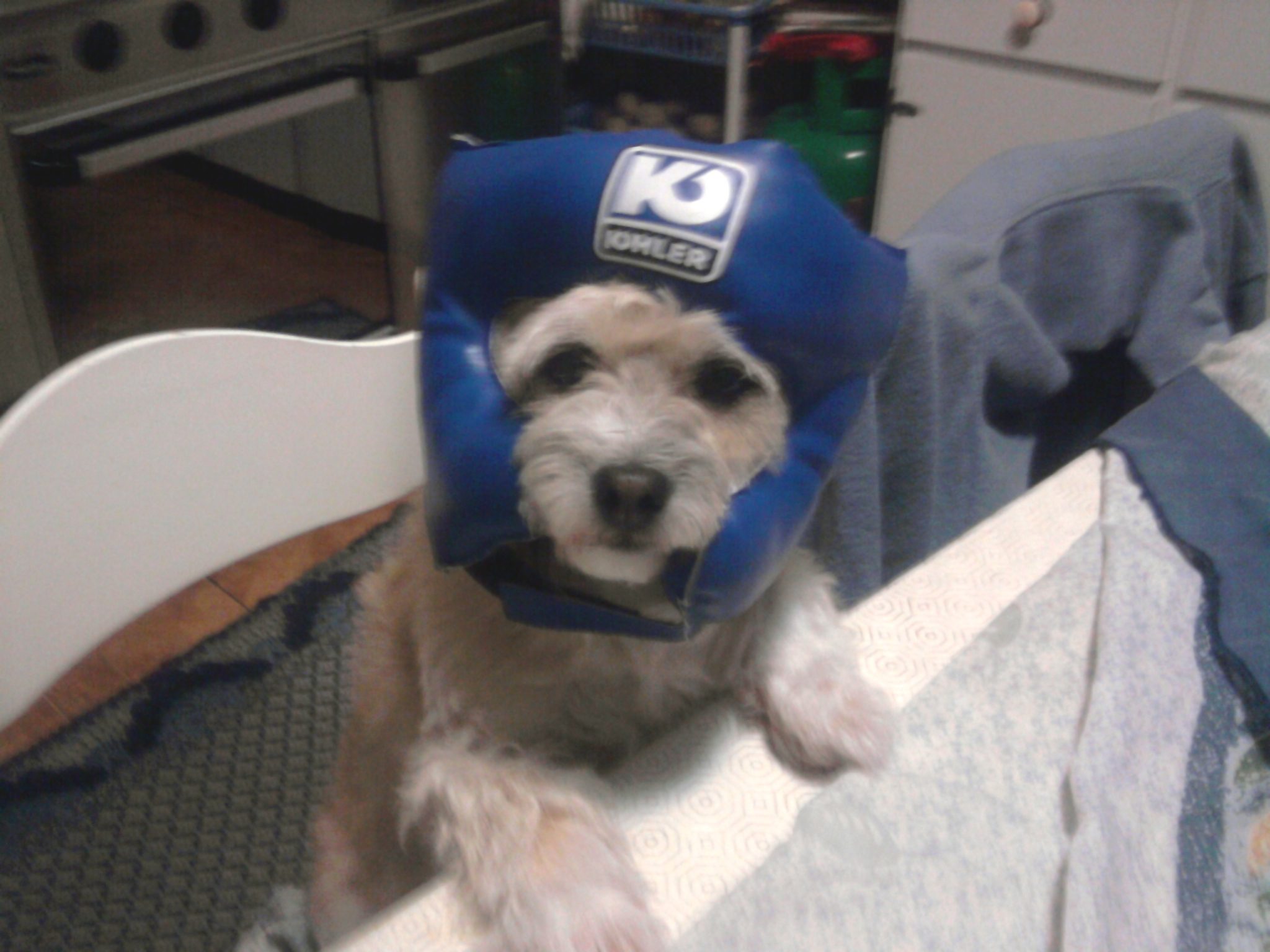 The Niku Family's 2nd doggy heir: Kikas - Wearing boxing headgear because reasons