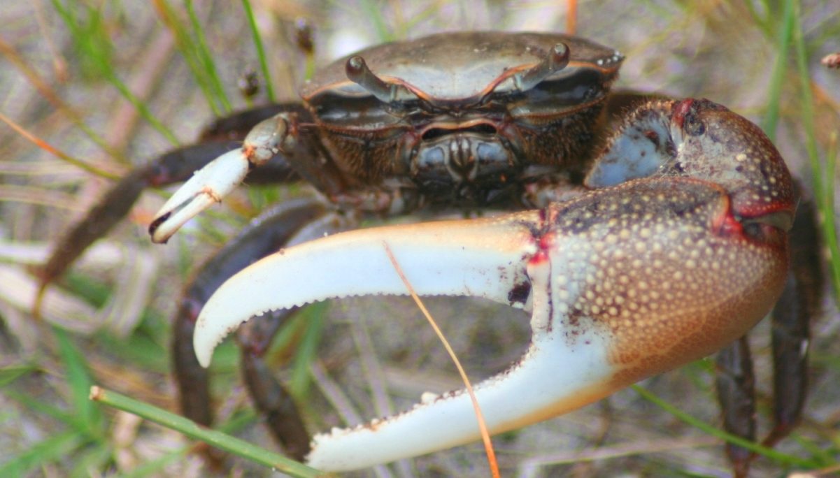 brackish-water%20fiddler%20crab%20ocracoke%2051106.JPG