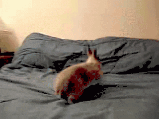 bunny_o_gifsoup-com.gif