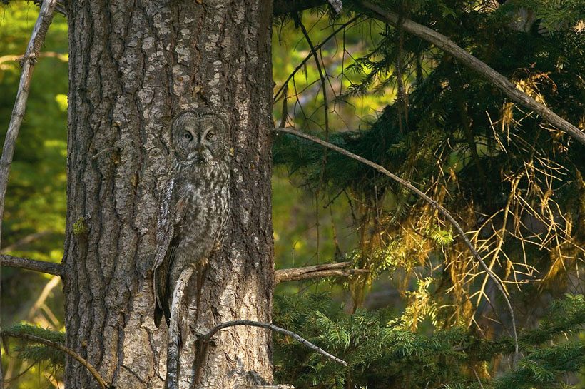 Owl_camouflage_nature_3.jpg