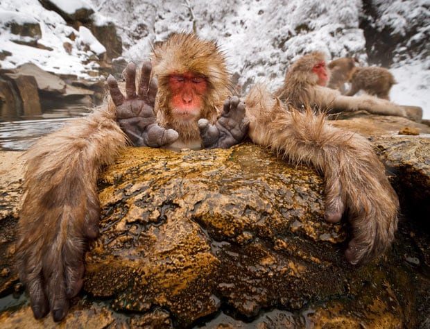 snow-monkey-hands_1828299i.jpg
