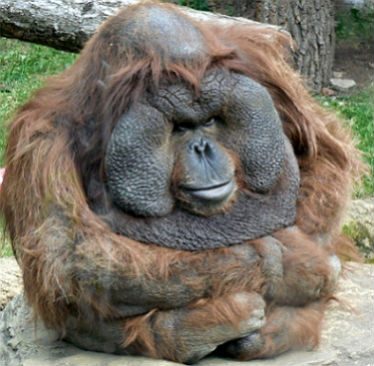 monkey333.jpg