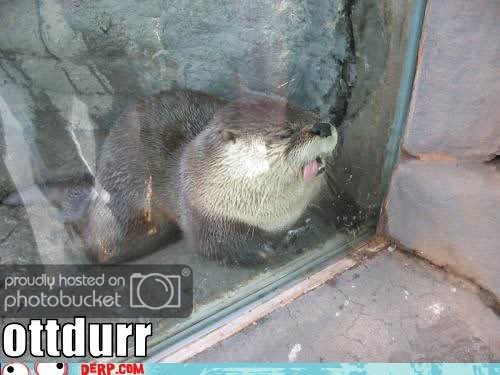 Derp-Ottdurr.jpg