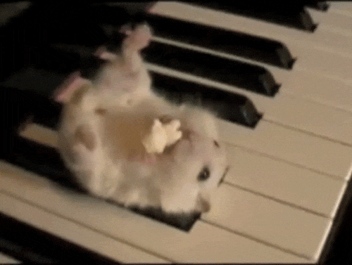 giphy.gif