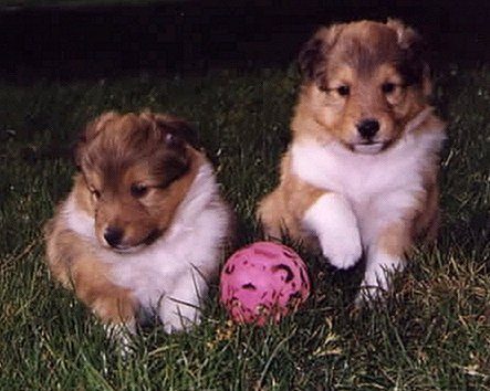 puppies.jpg