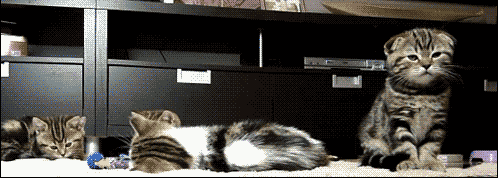 SWrL2t0.gif