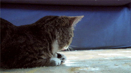 DvyTer2RSkimyP-Gbk5WqA2.gif