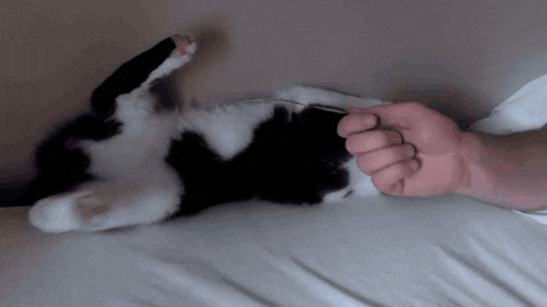 tumblr_o85sv2I89S1s02vreo1_500.gif
