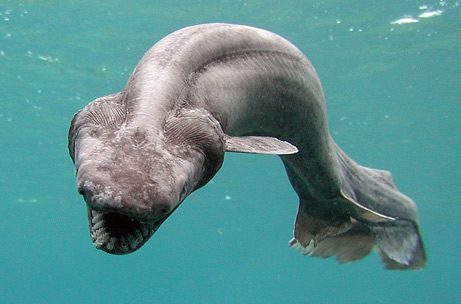 frill_shark.jpg