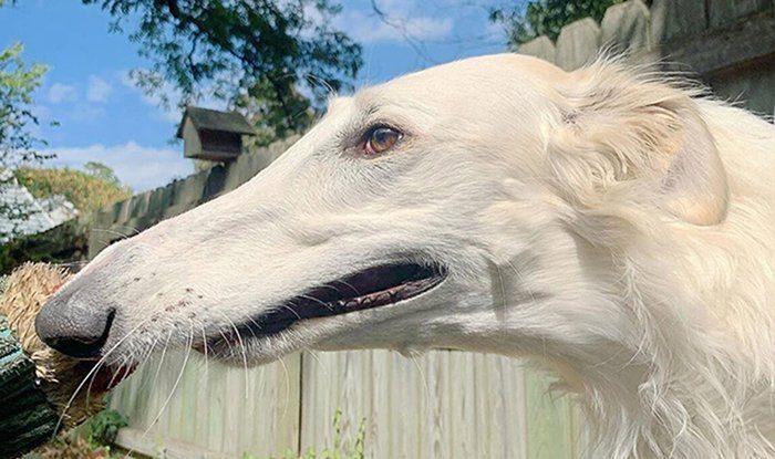 worlds-longest-nosed-dog-1.jpg